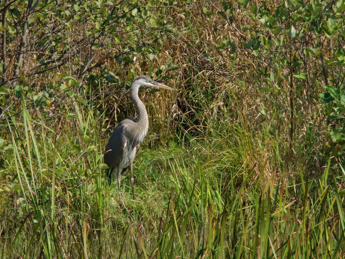 Great Blue Heron - ML623889369