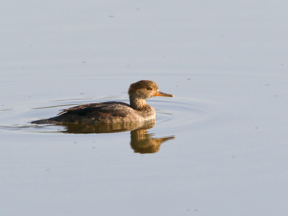 Hooded Merganser - ML623889405