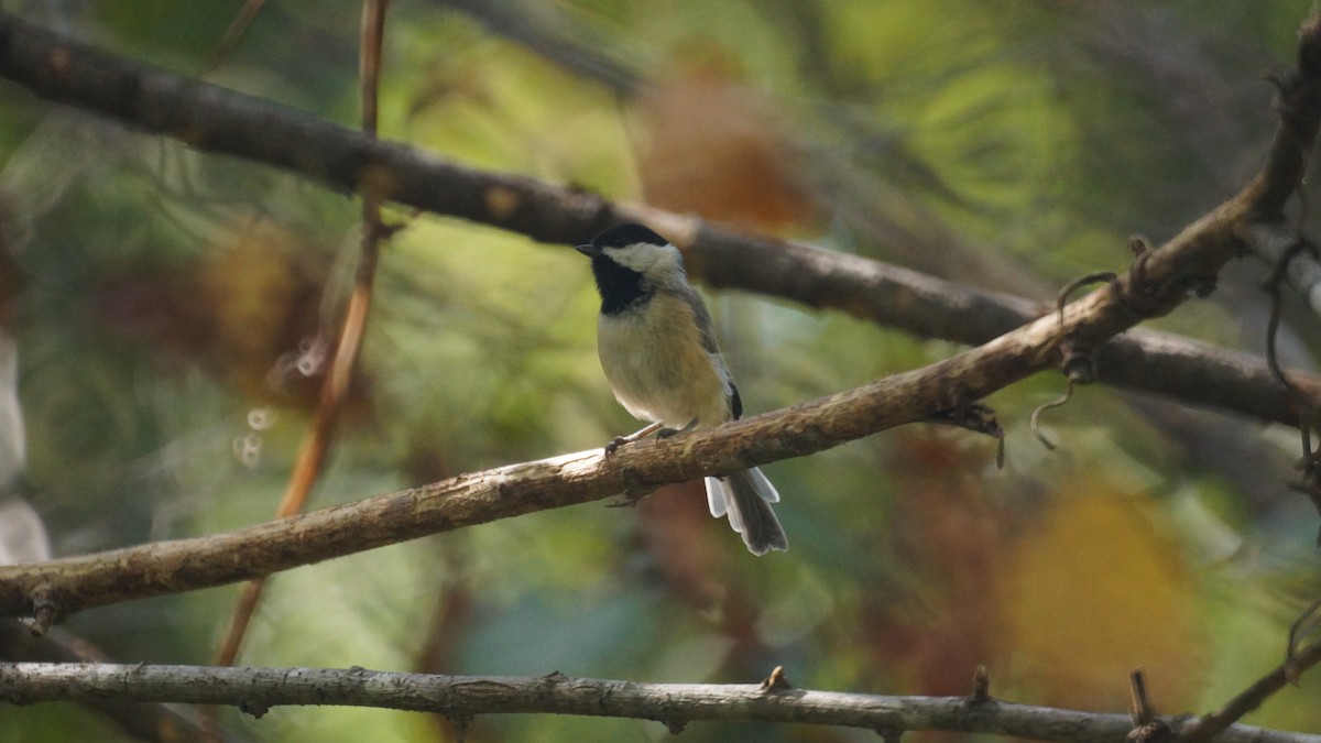 Carolina Chickadee - ML623889406