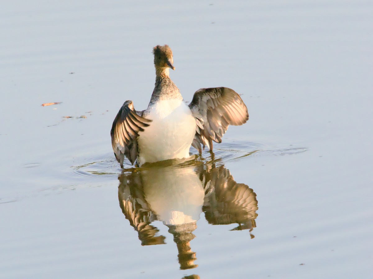 Hooded Merganser - ML623889407