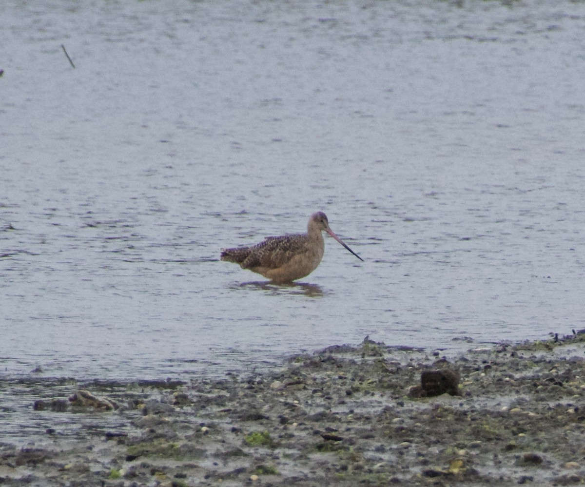 Marbled Godwit - ML623889408