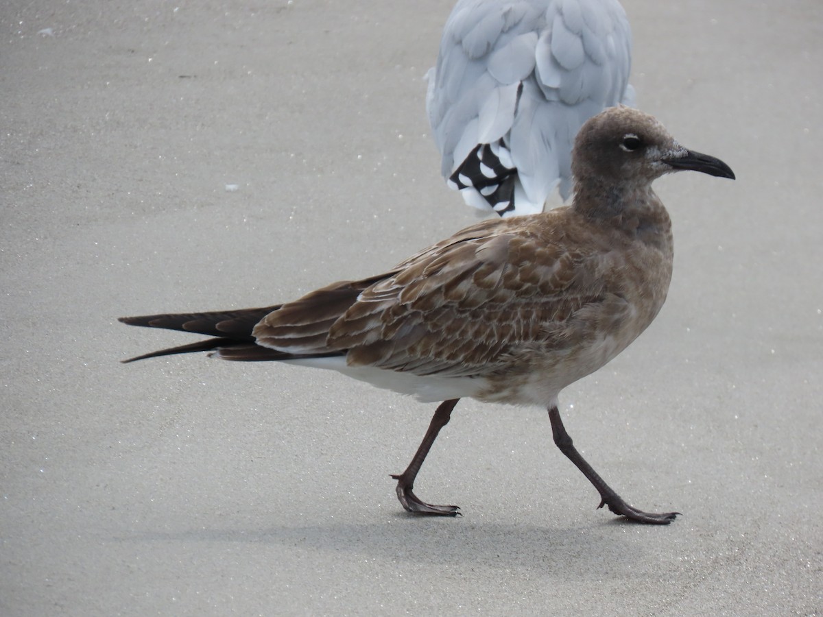 Mouette atricille - ML623889411