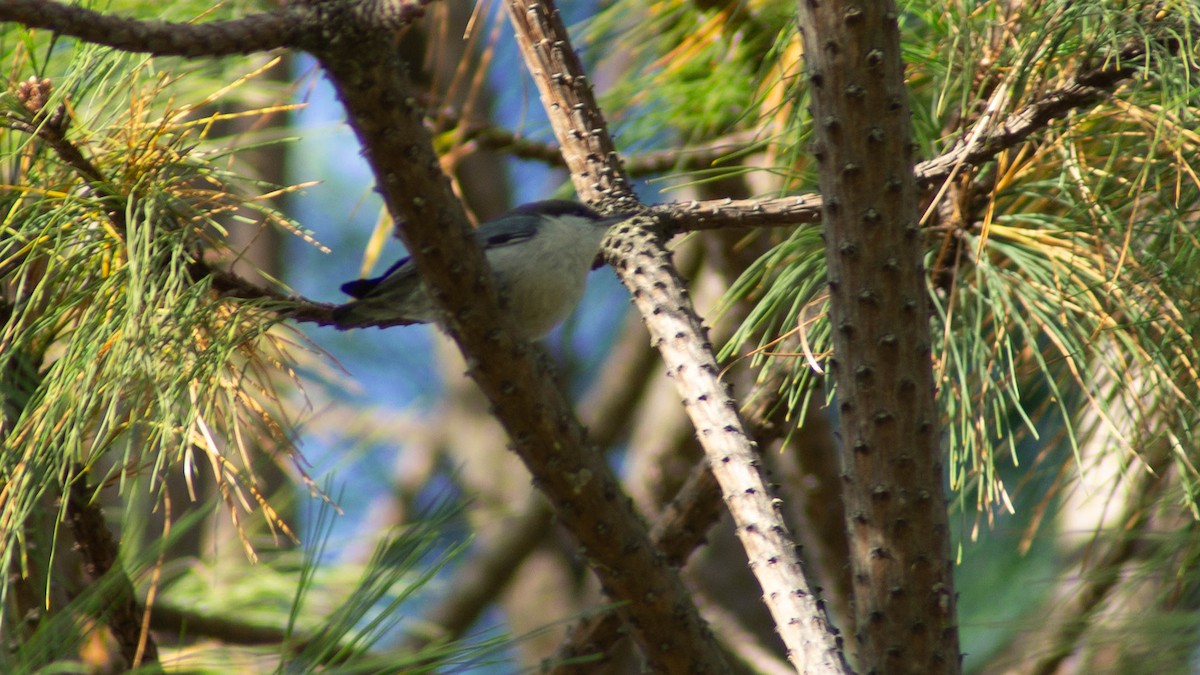 Pygmy Nuthatch - ML623889418