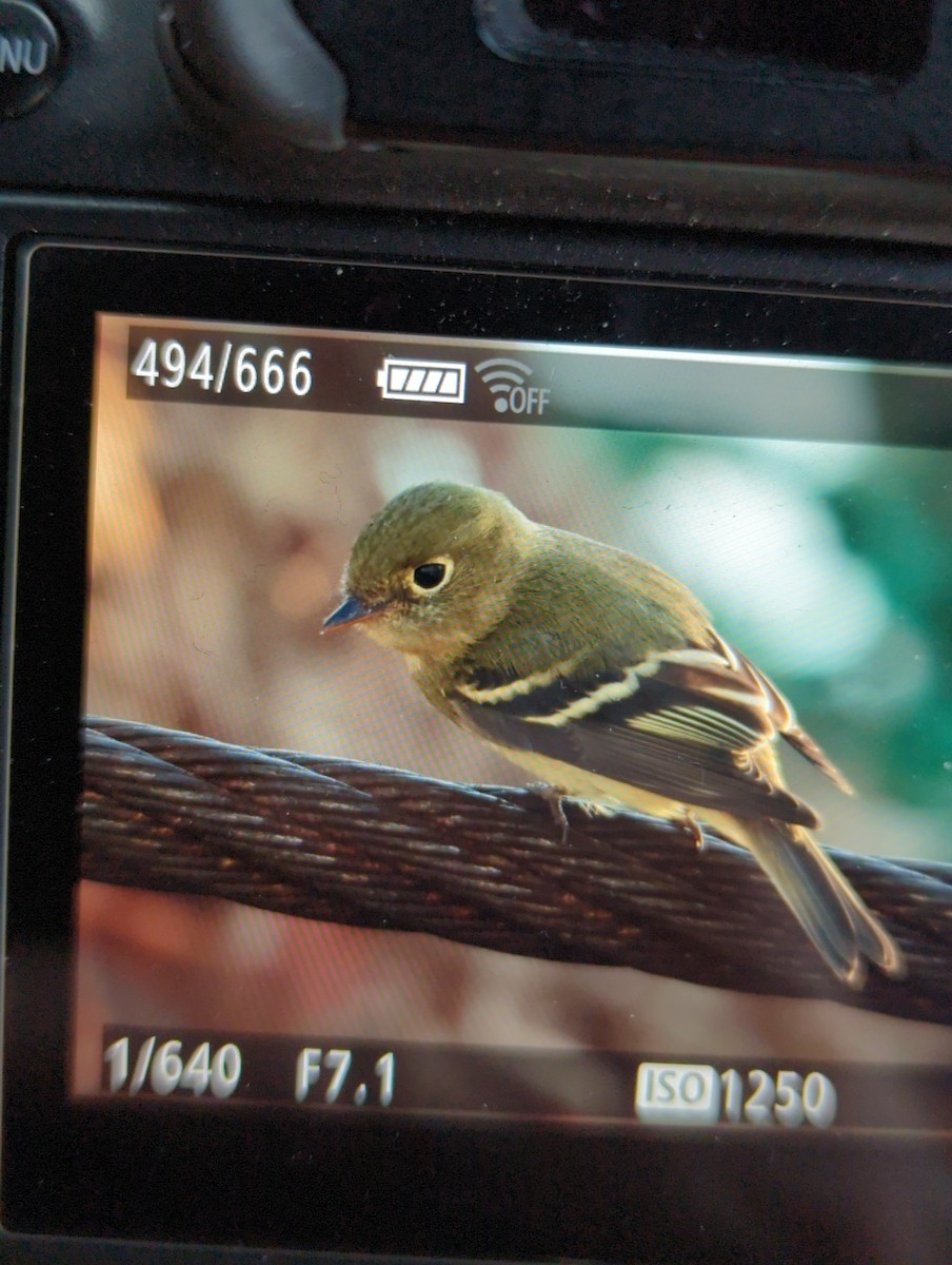 Yellow-bellied Flycatcher - ML623889428