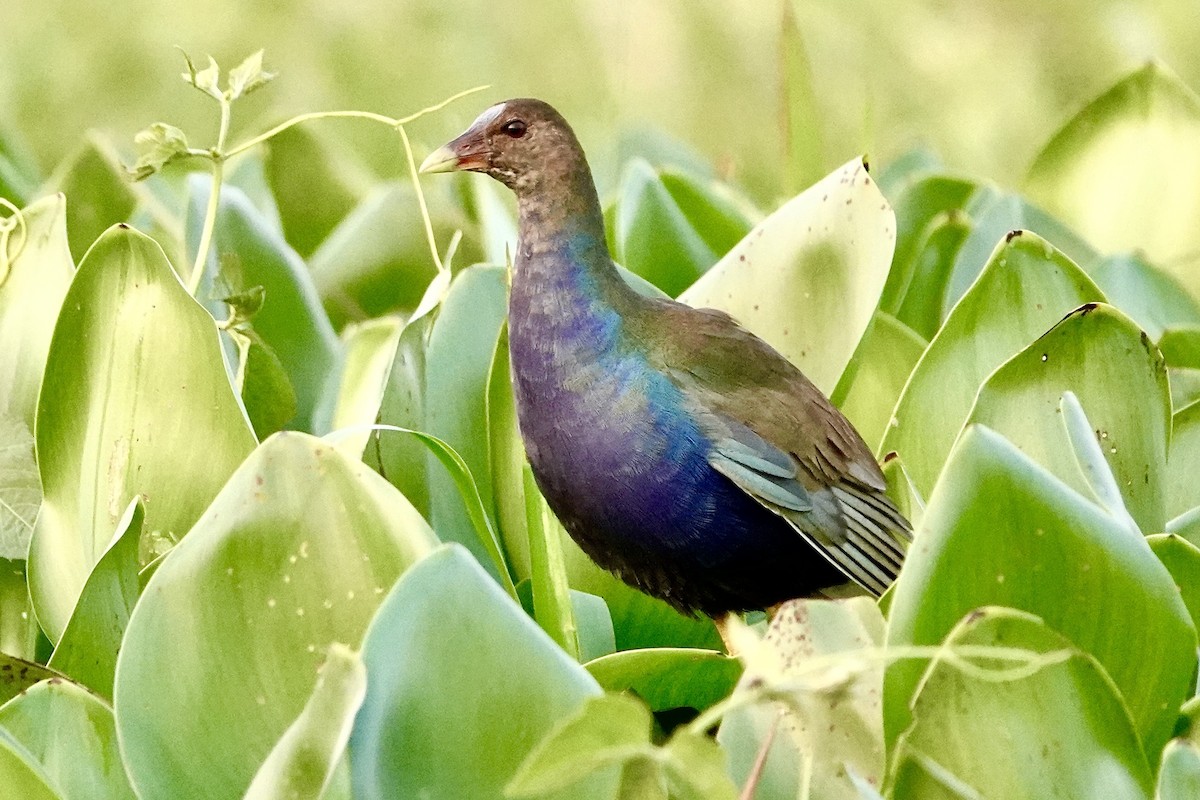 Pollo sultano della Martinica - ML623889478