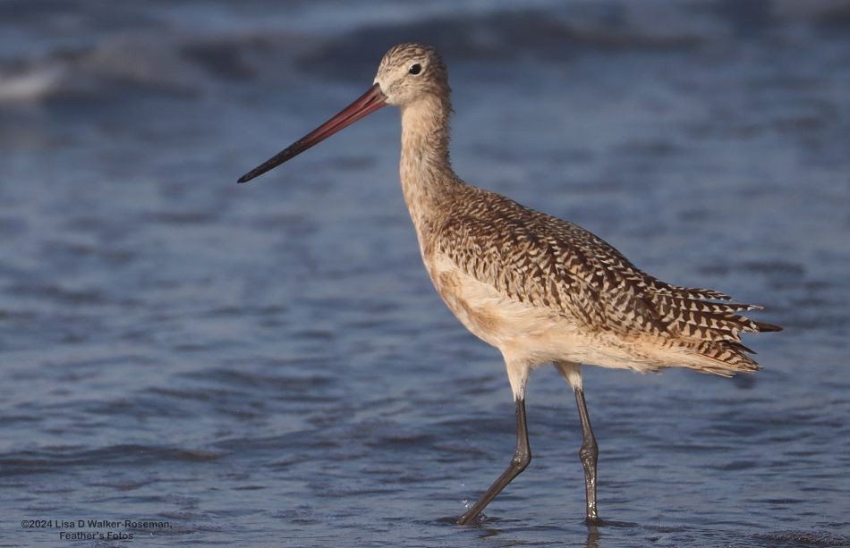 Marbled Godwit - ML623889488