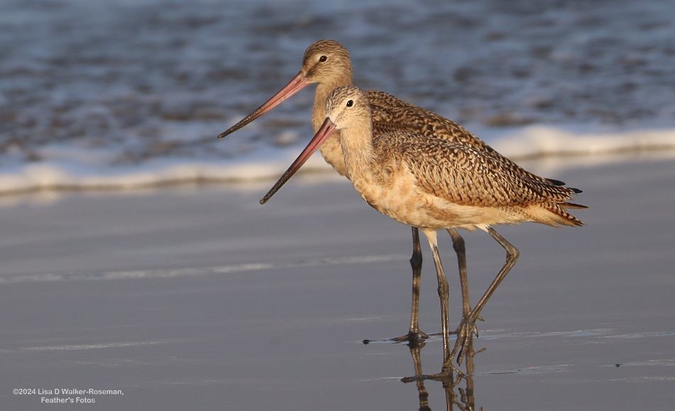 Marbled Godwit - ML623889489