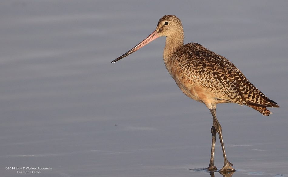 Marbled Godwit - ML623889490