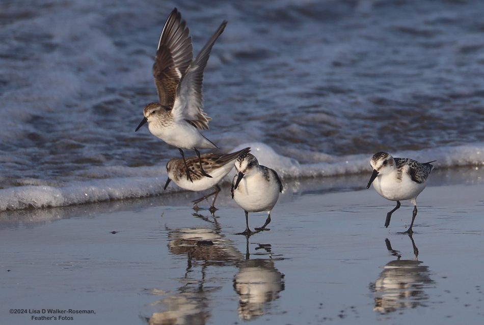 Sanderling - ML623889508