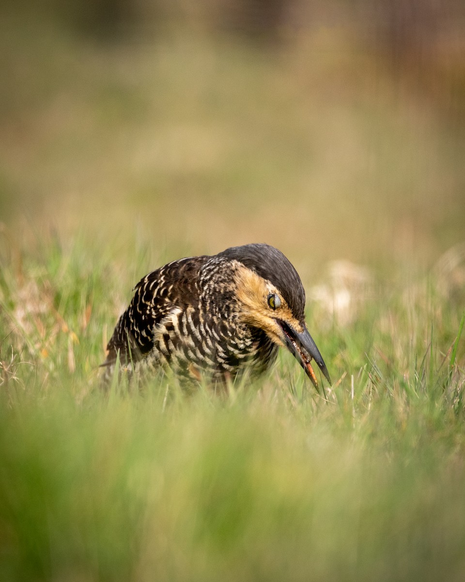 Chilean Flicker - ML623889510