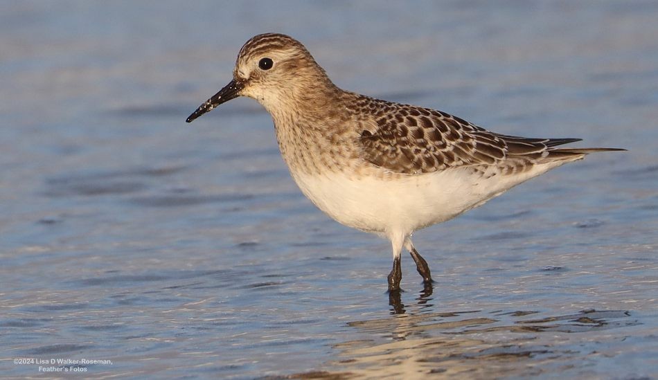 Baird's Sandpiper - ML623889517