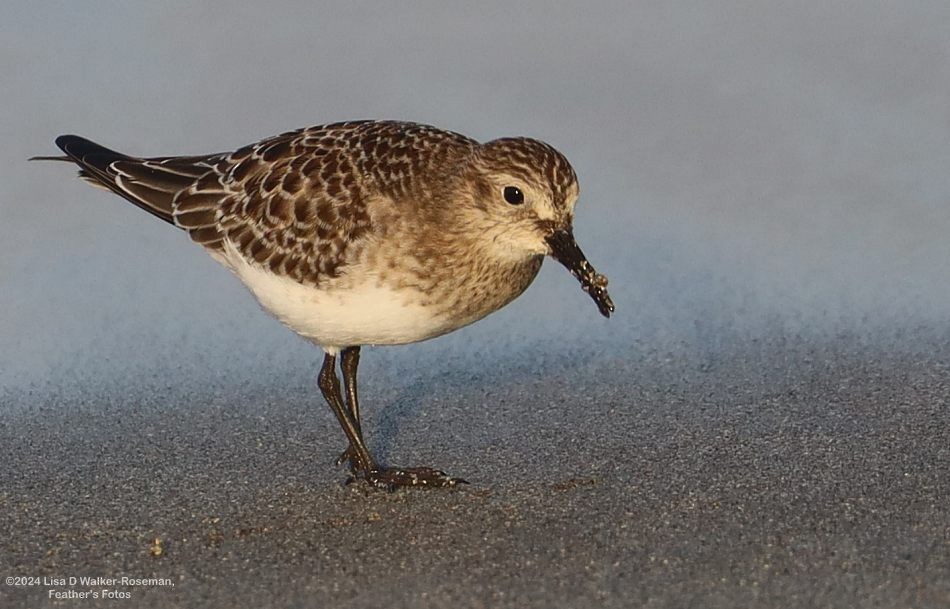 Baird's Sandpiper - ML623889518