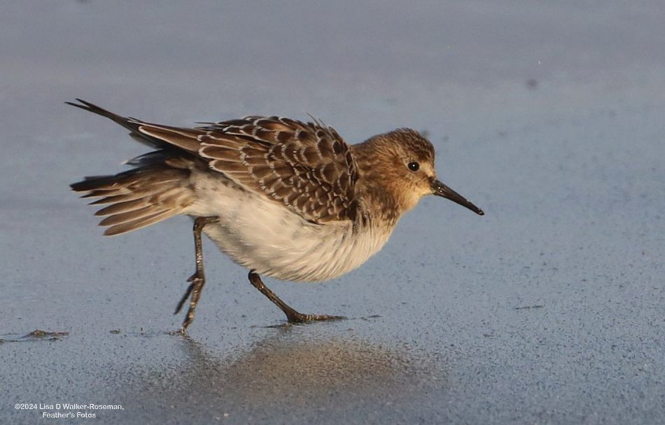 Baird's Sandpiper - ML623889519