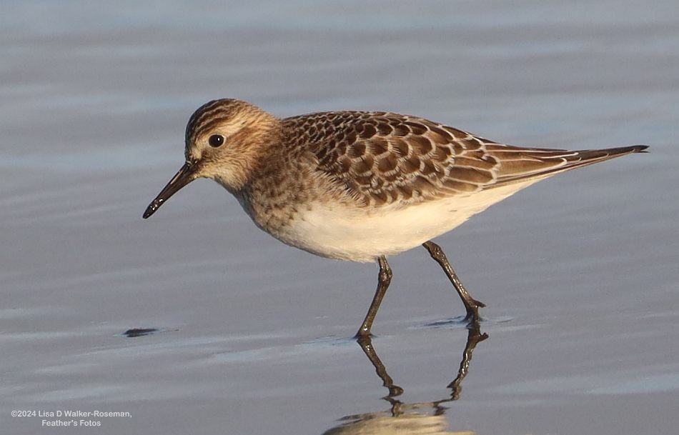 Baird's Sandpiper - ML623889520