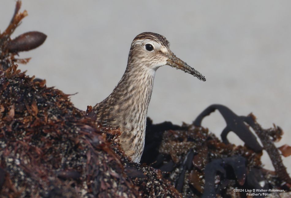 アメリカウズラシギ - ML623889532