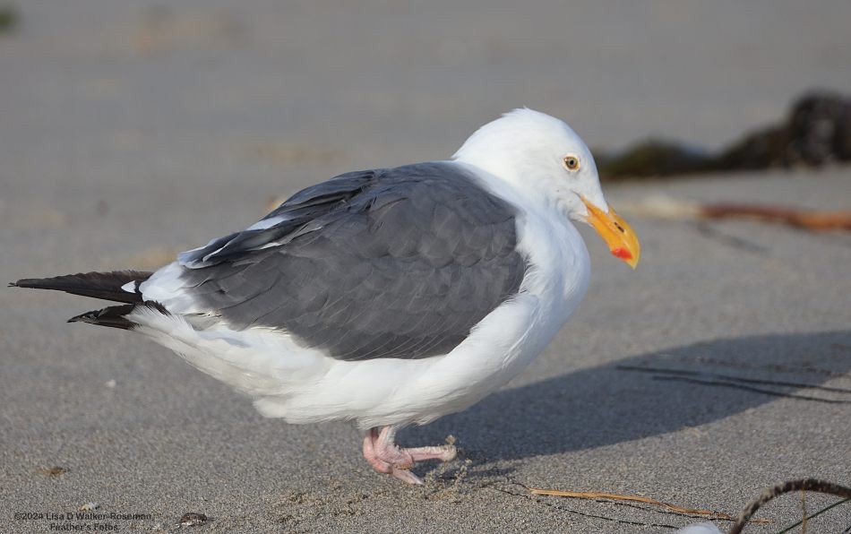 Western Gull - ML623889555