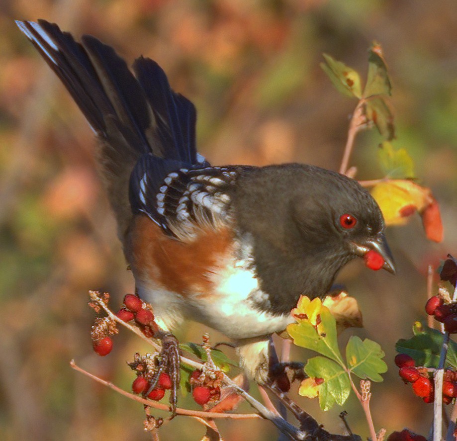 Spotted Towhee - Richard Brown