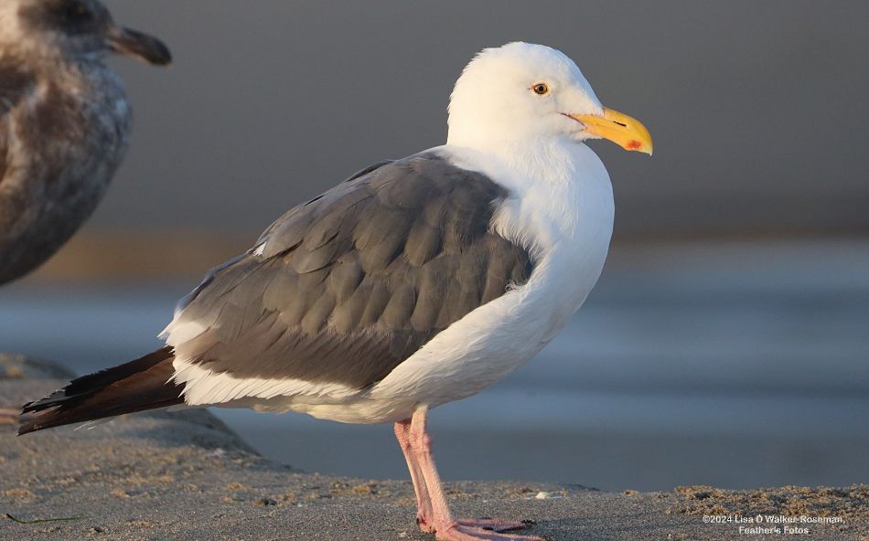 Western Gull - ML623889562