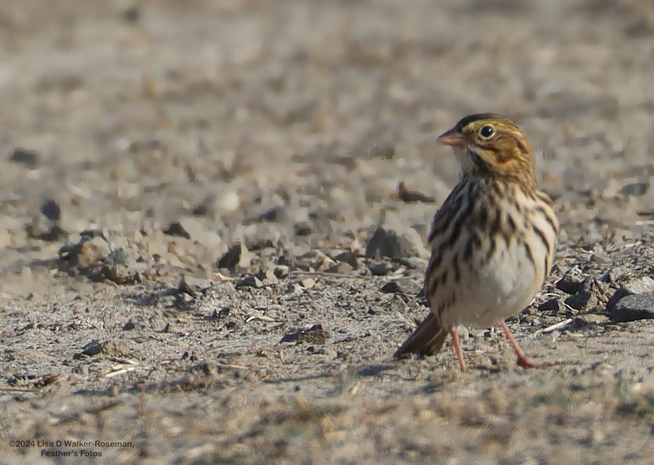 Savannah Sparrow - ML623889575