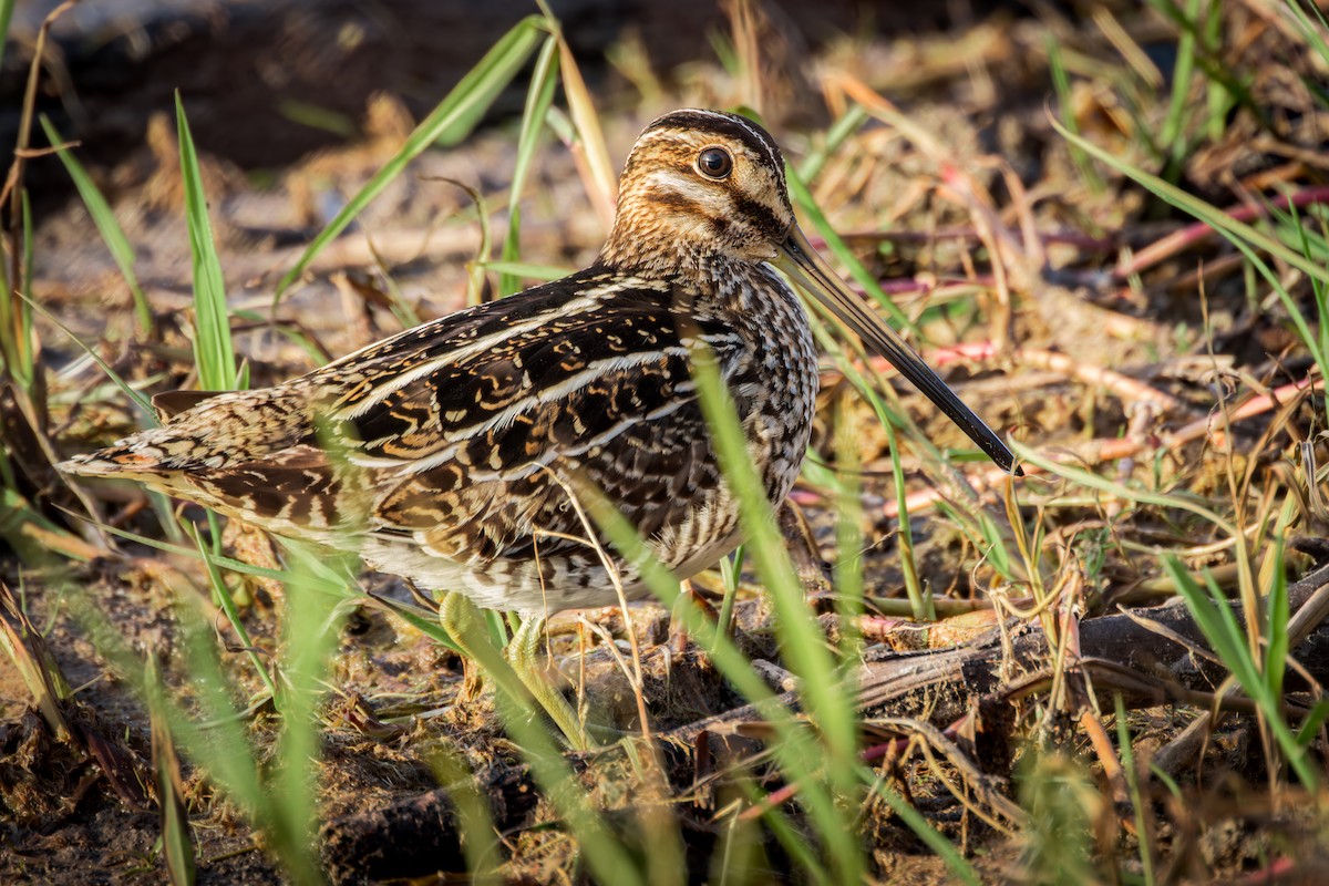 Wilson's Snipe - ML623889593