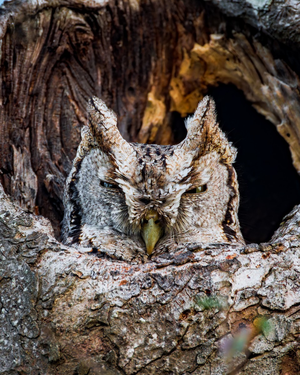 Eastern Screech-Owl - ML623889595