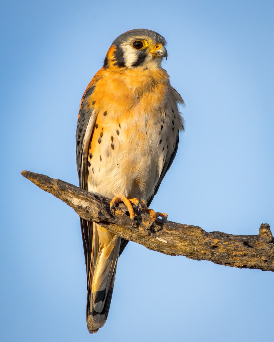 American Kestrel - ML623889600