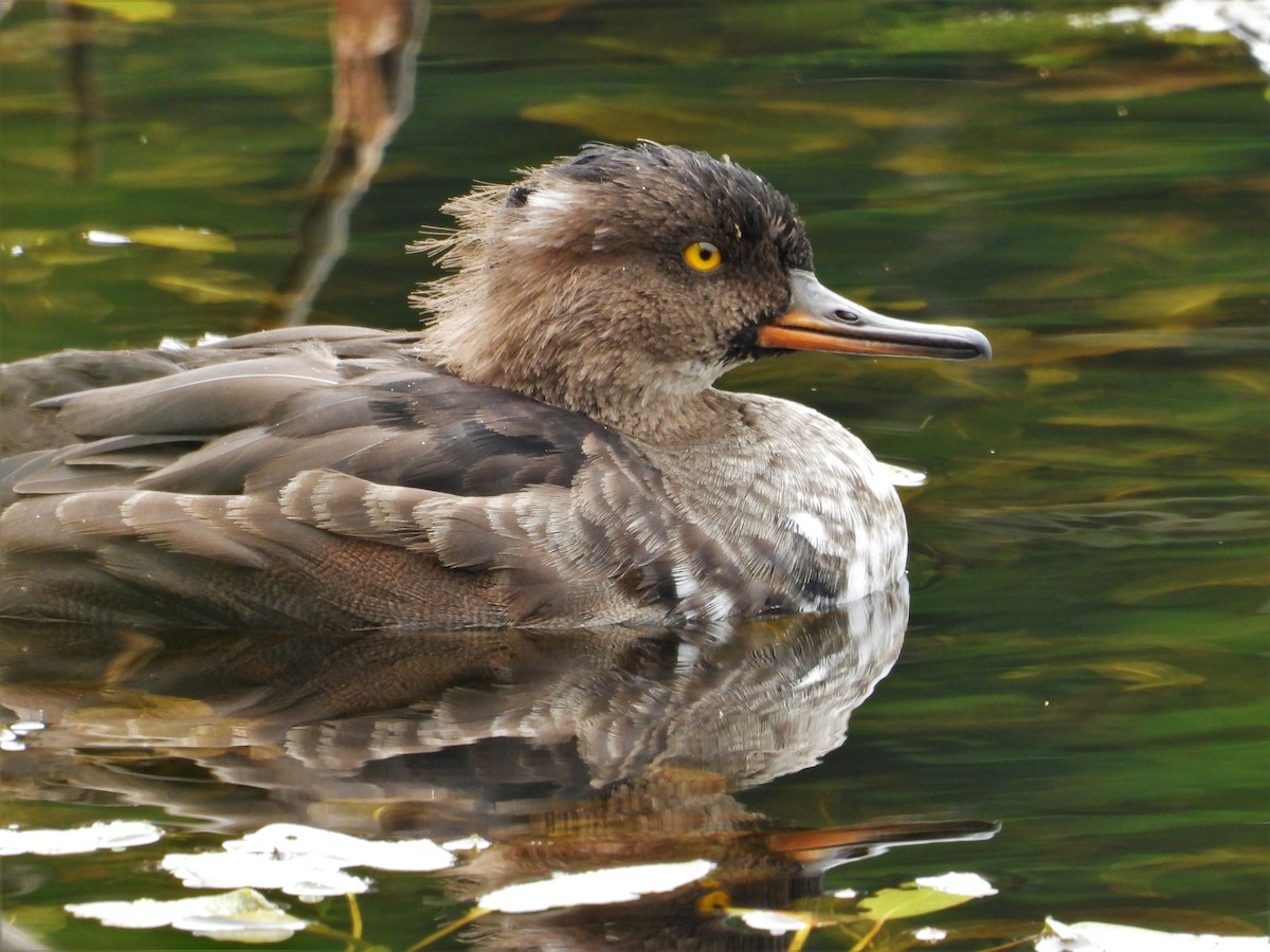 Hooded Merganser - ML623889606