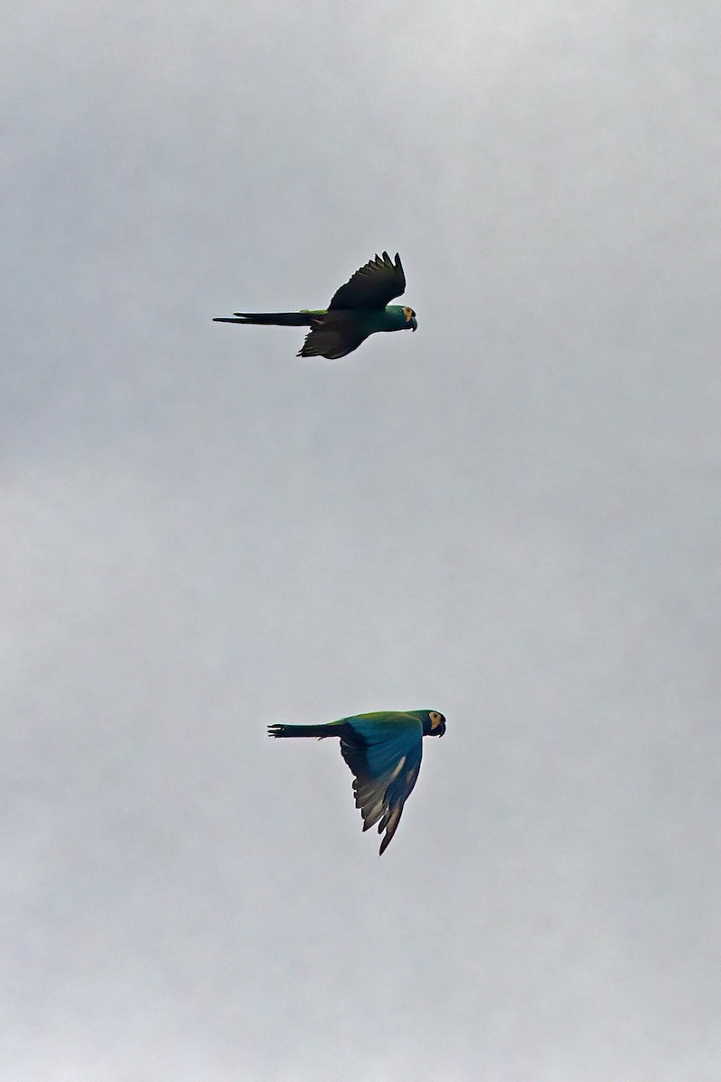 Blue-winged Macaw - Fábio Giordano