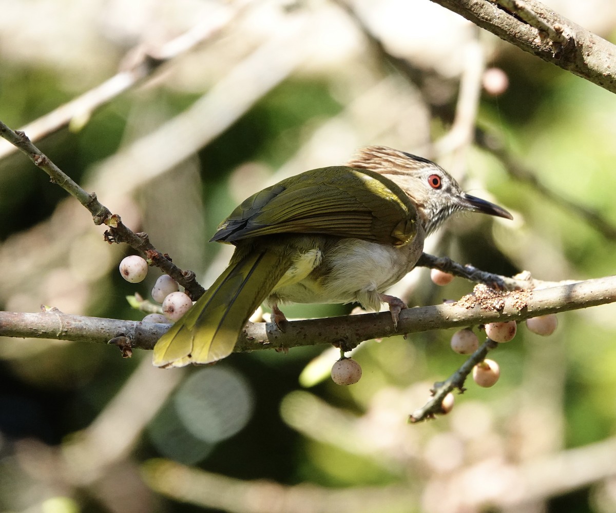 Mountain Bulbul - David Diller