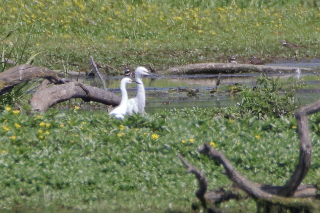 Snowy Egret - ML623889686