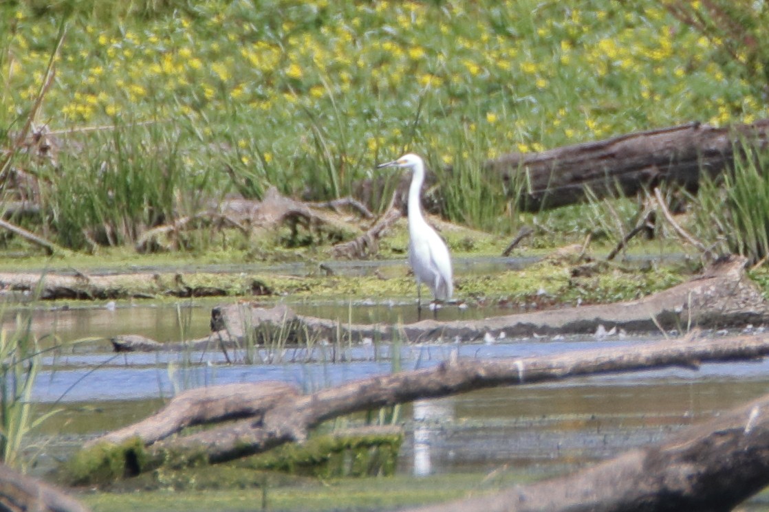 Snowy Egret - ML623889688