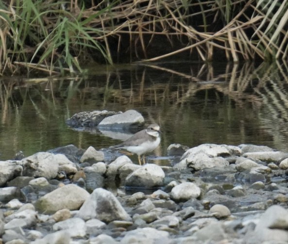 Long-billed Plover - ML623889697