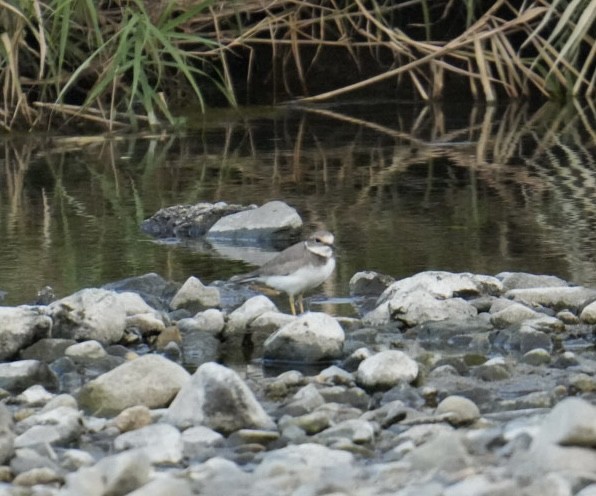 Long-billed Plover - ML623889699