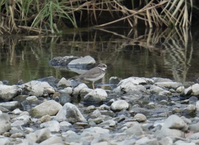 Long-billed Plover - Christopher Wagner