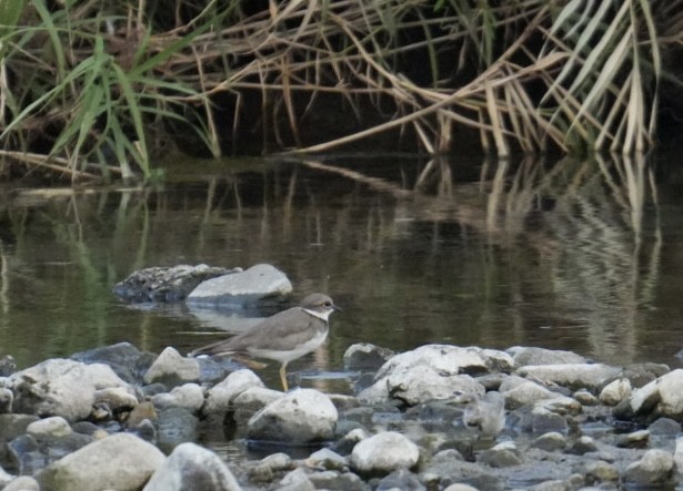 Long-billed Plover - ML623889701