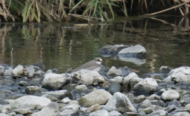 Long-billed Plover - ML623889705