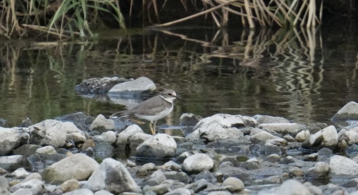 Long-billed Plover - ML623889706