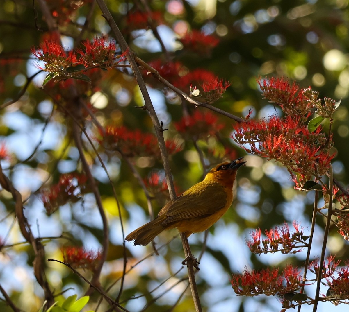 Spectacled Weaver - ML623889712