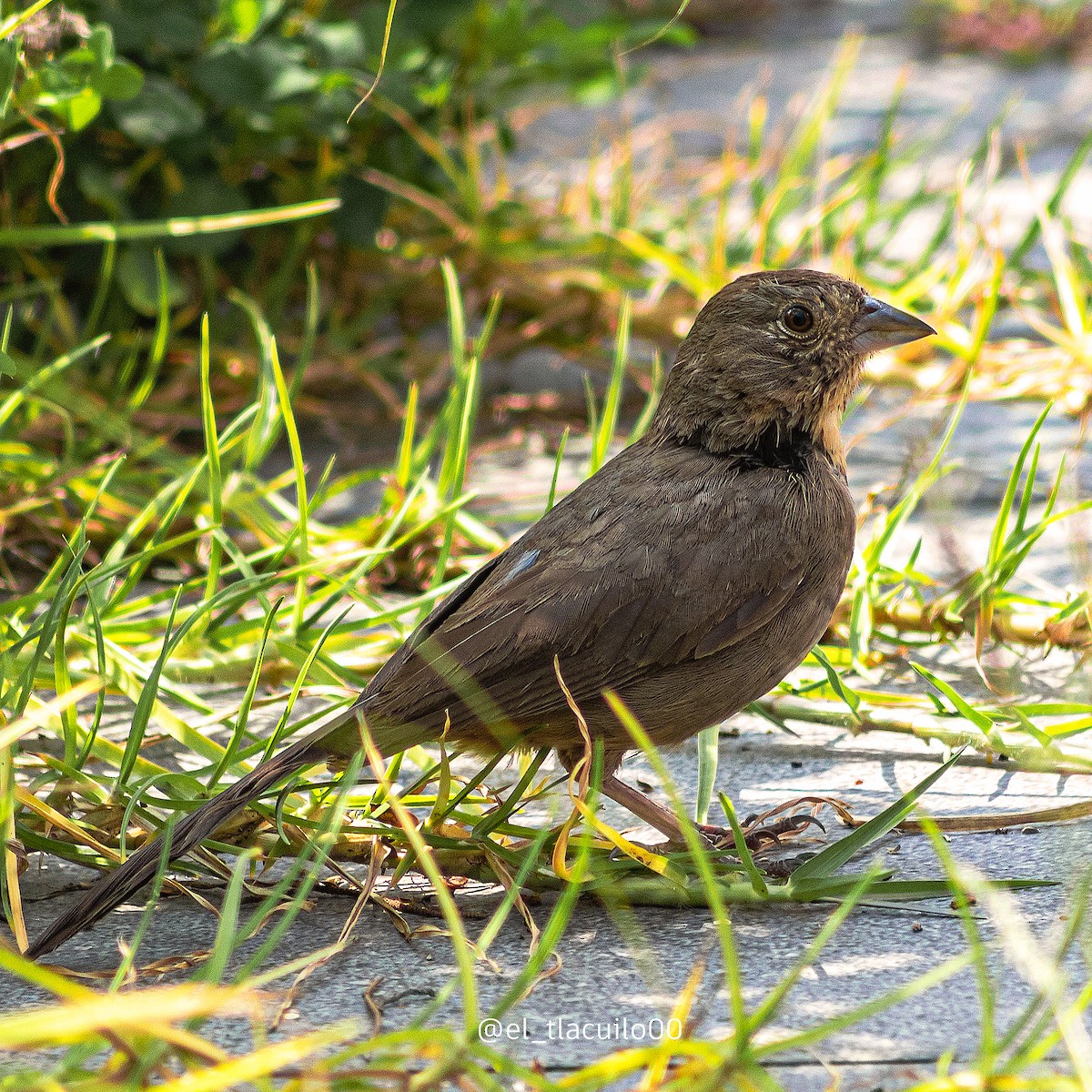 Canyon Towhee - ML623889728