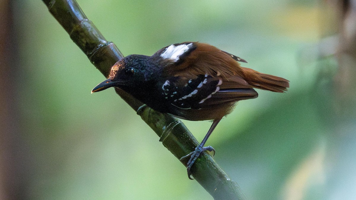 Chestnut-tailed Antbird - ML623889753