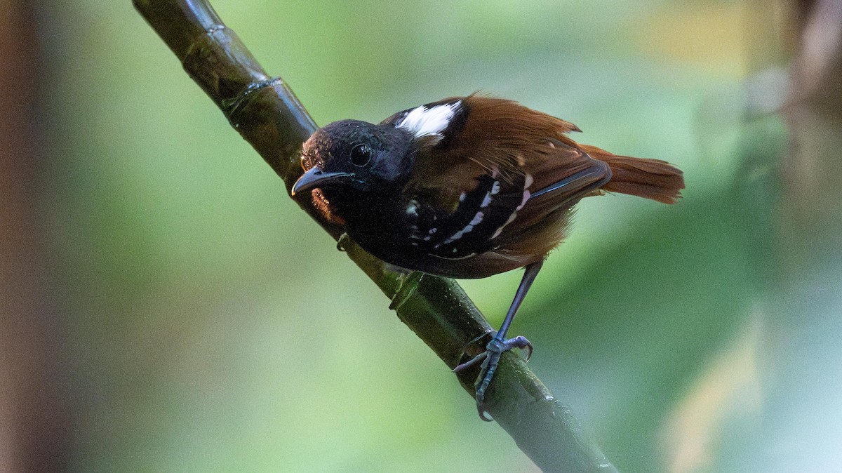 Chestnut-tailed Antbird - ML623889754