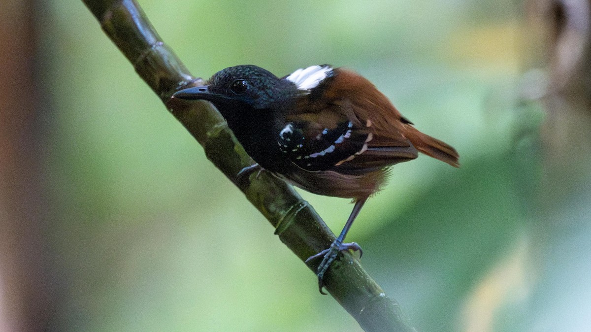 Chestnut-tailed Antbird - ML623889755