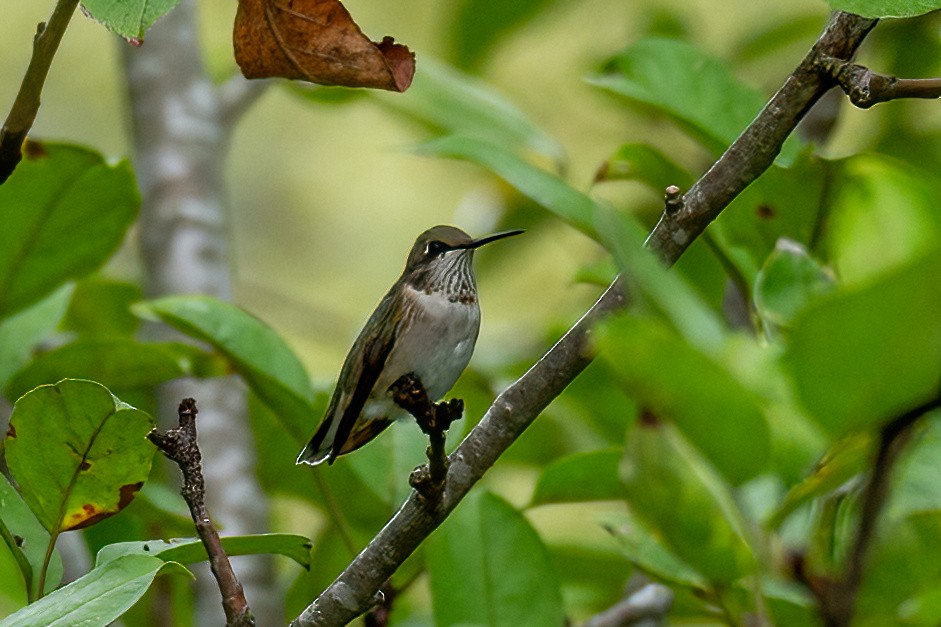 Ruby-throated Hummingbird - ML623889763