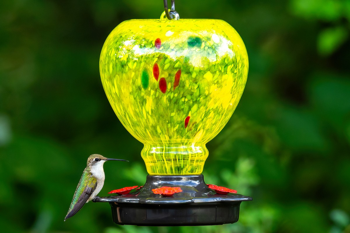 Ruby-throated Hummingbird - ML623889766