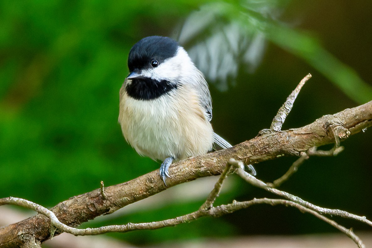 Carolina Chickadee - ML623889785