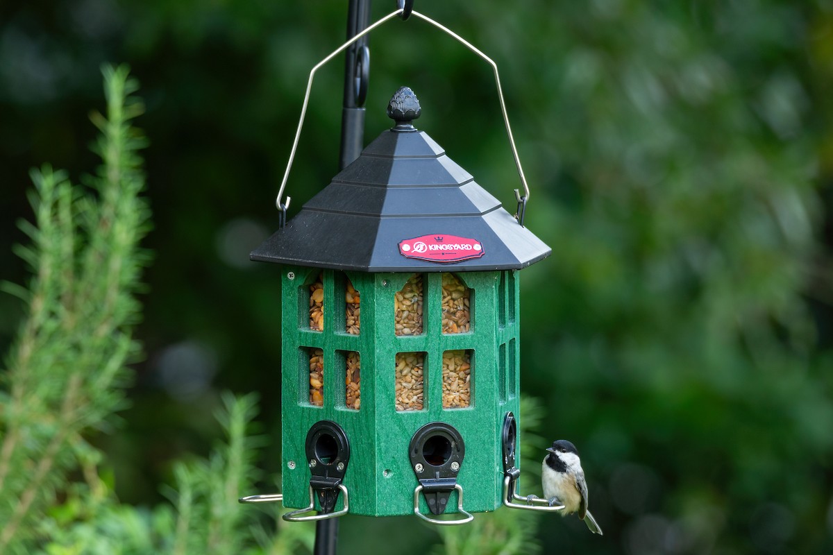 Carolina Chickadee - ML623889786