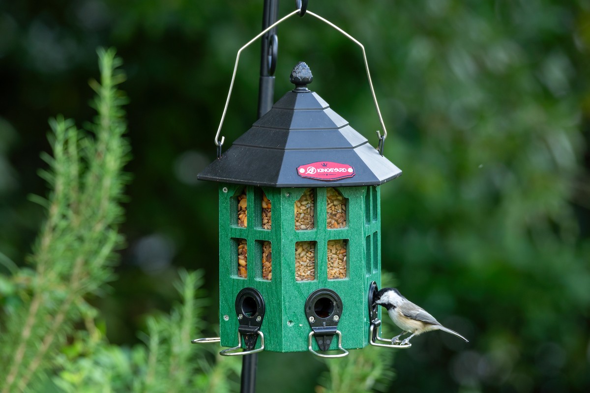 Carolina Chickadee - George Holt