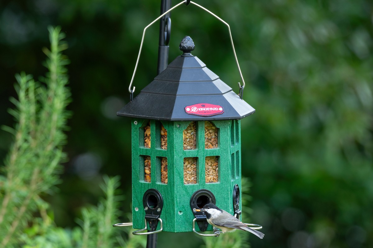 Carolina Chickadee - ML623889788