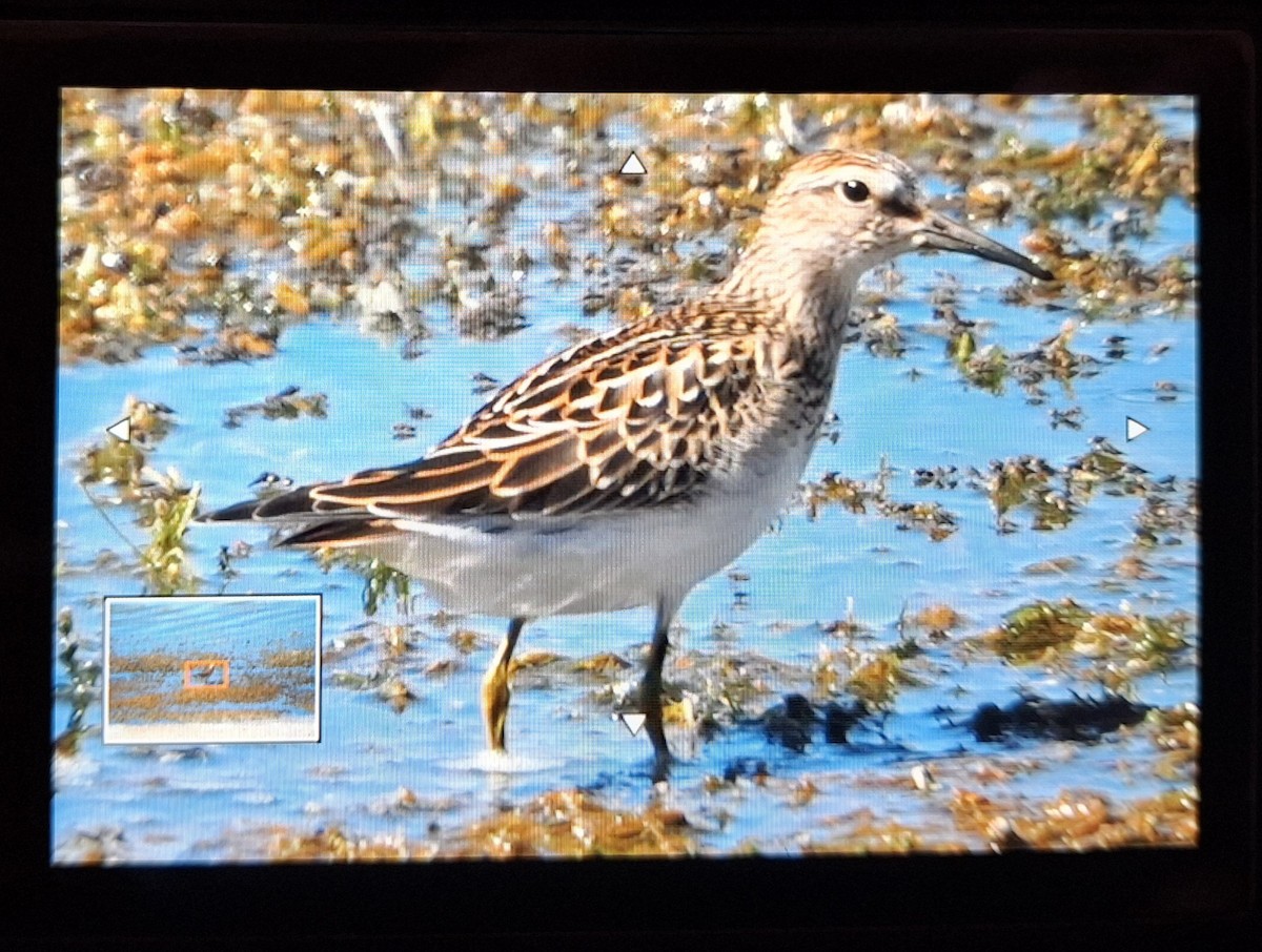 Pectoral Sandpiper - ML623889789