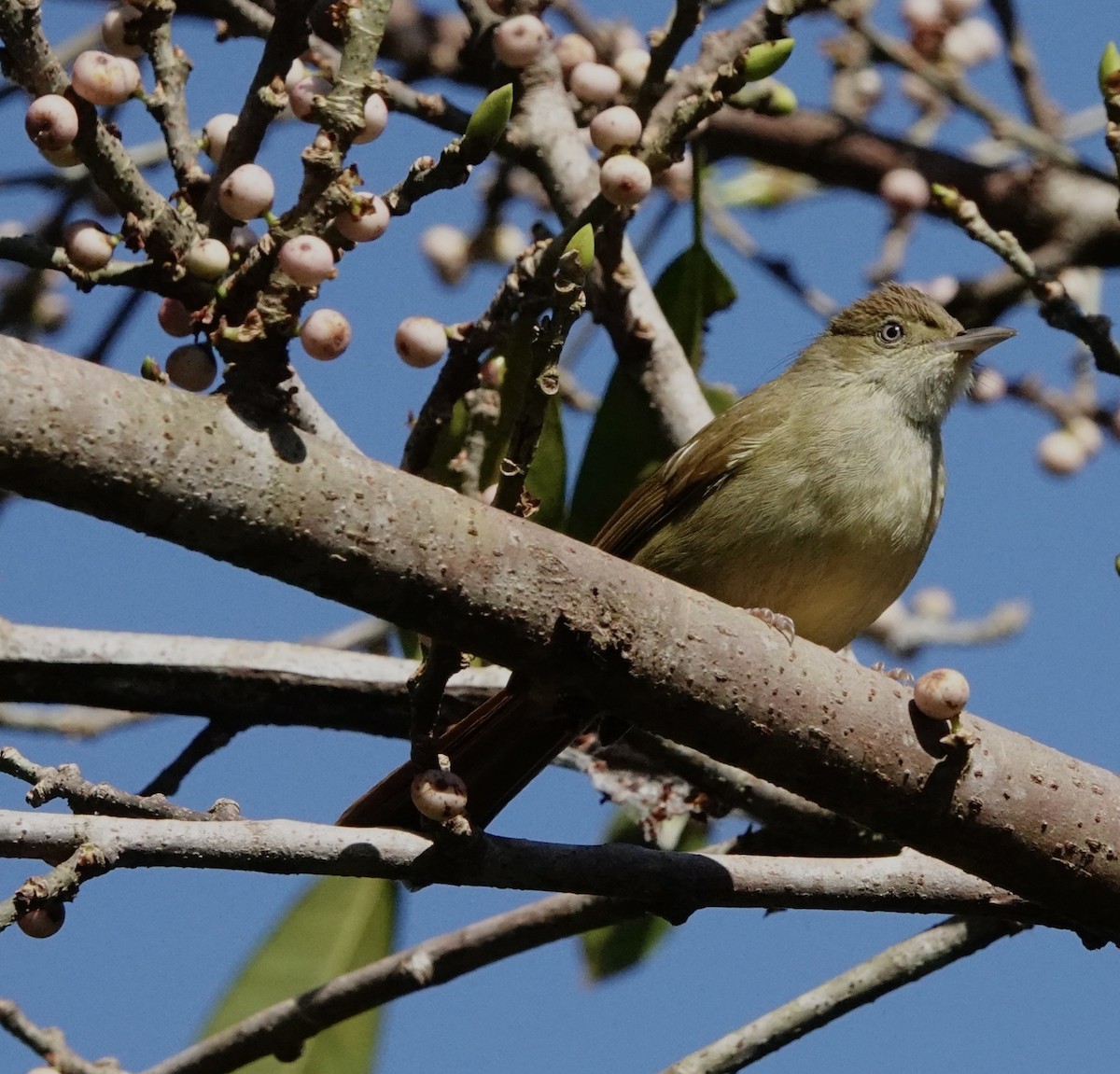 Olive Bulbul (Baker's) - ML623889794